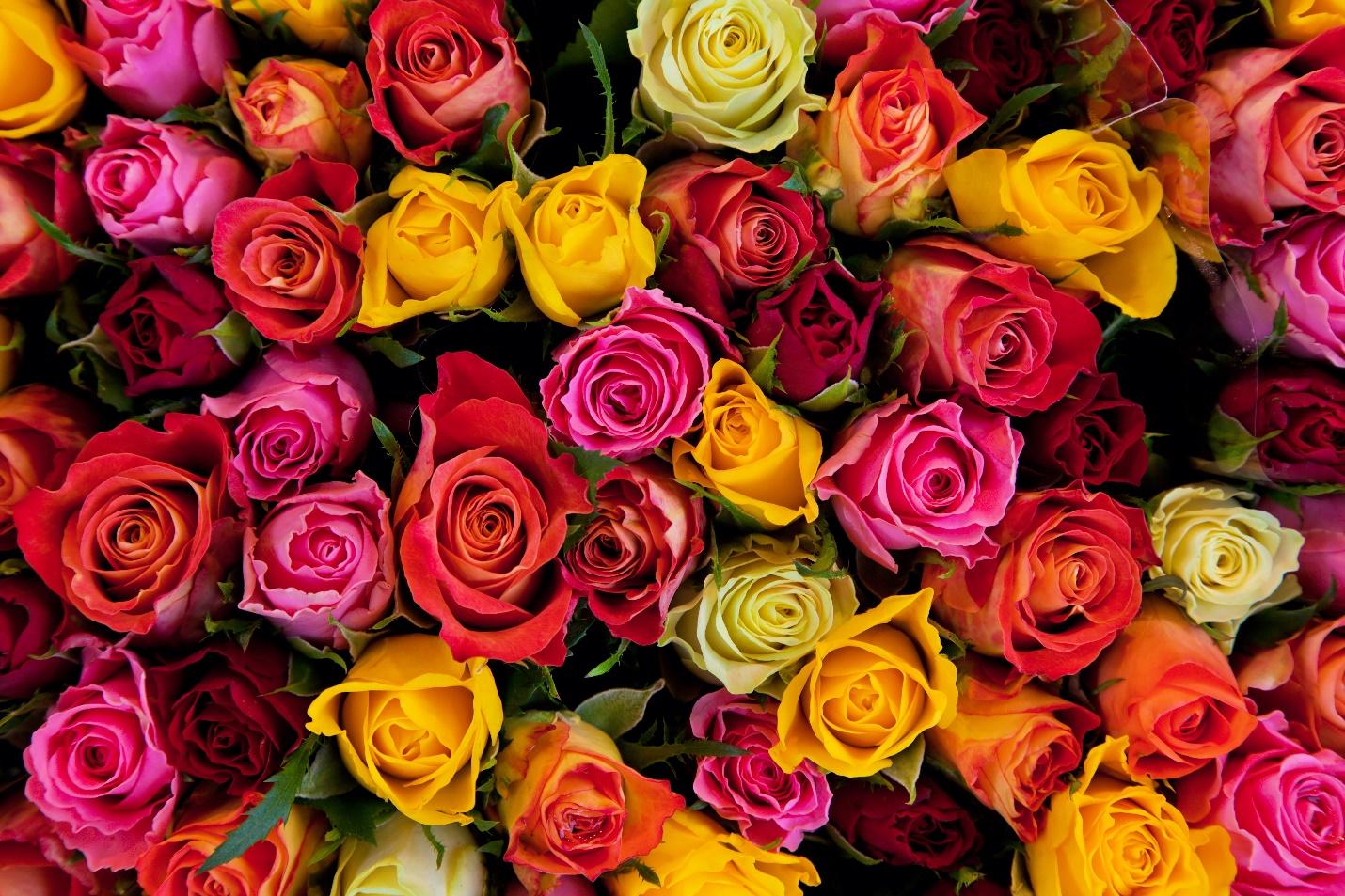 The Different Colours of Roses & What They Mean